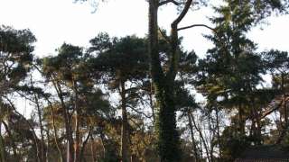 boom kappen met telescoopkraan in Vught hovenier A van Spelde boom kappen prijsindicatie